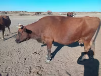 بقرة, Latvian Blue cattle — الصورة 1
