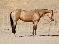 Caballo, Quarter Horse — foto 7