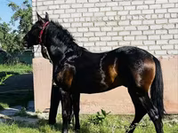 Horse (M), Swedish warmblood horse — photo 2
