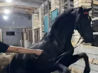 公马, Russian warmblood — 照片 2