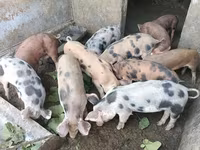 Eber, Schweine — Foto 2