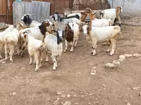 Коза, Дамасская коза — фото 3