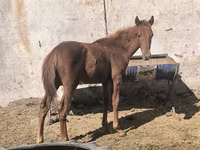 Hengst, Thoroughbred horse — Foto 4