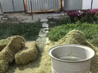 Зерновая Дробилка Шөп турағыш Кормовая Напрямую от Производителя — Foto 2