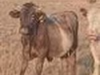 ثور, Swiss cattle — الصورة 8