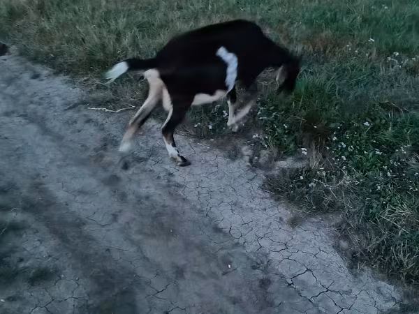 Goat, Goats