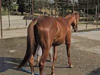 فرس, Thoroughbred horse — الصورة 4
