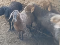 Sheep, Sheep — photo 5