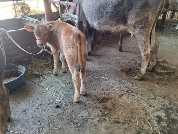 गाय, अलाताऊ नस्ल