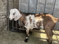 Goat, Nubian Goat — photo 1