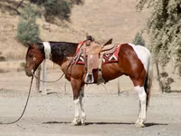 Caballo, American paint horse — foto 7