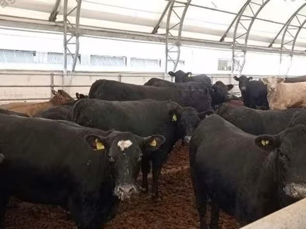 Bovinos (lote, sexo no especificado), Aberdeen-Angus
