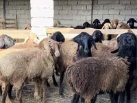 公羊, Sheep — 照片 3