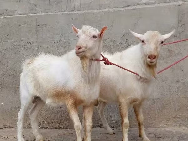 Cabra, Saanen goat