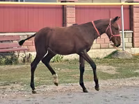 Caballo, Caballos — foto 2