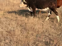 Kuh, Simmental cattle — Foto 1
