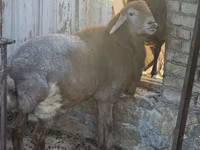كبش, Arashan sheep — الصورة 3