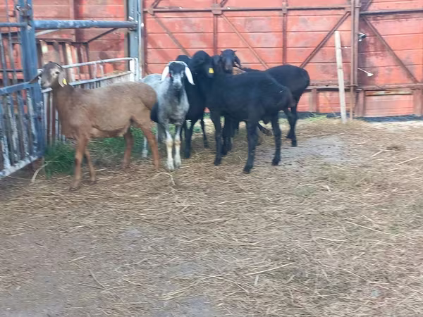 Widder, Hissar sheep
