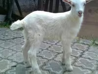 公山羊, Saanen goat — 照片 2