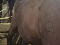 Yegua, Caballos — foto 2