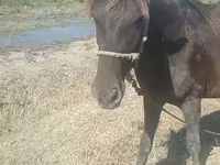 घोड़ी, Azerbaijan horse — फ़ोटो 5