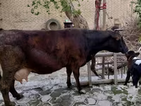 Vaca, Ganado vacuno — foto 7