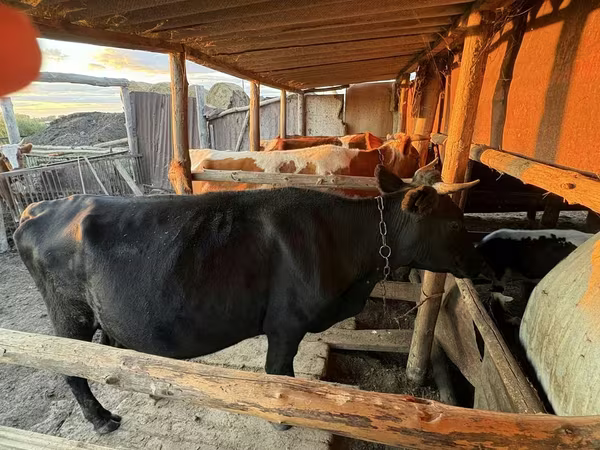 Kuh, Latvian Blue cattle