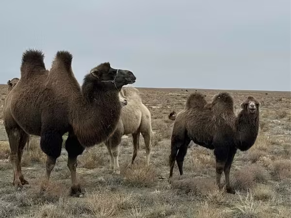 骆驼（批次，未指定性别）, Kazakh Bactrian camel