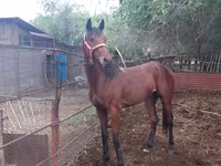 حصان, Arabian horse — الصورة 2