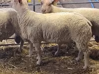 Ram, Charollais sheep — photo 4