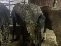 Horse (M), Yakutian horse — photo 2