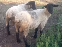Ram, White Suffolk sheep — photo 2