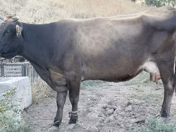 母牛, Cattle