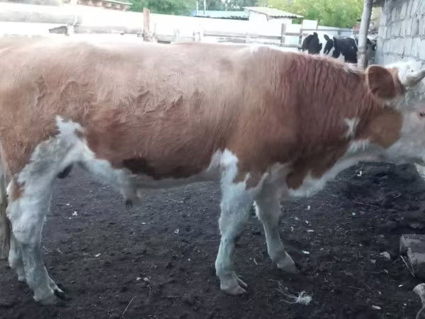 ثور, Simmental cattle