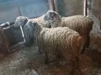 Ram, Sheep — photo 5