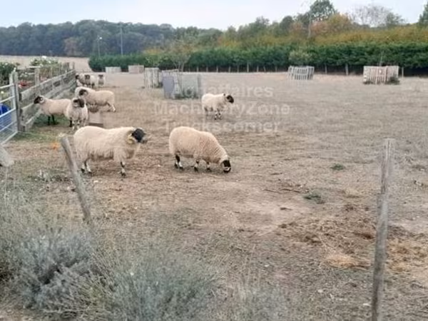 公羊, Scottish Blackface sheep