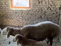 Ram, Arashan sheep — photo 3