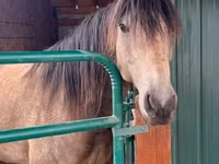 Horse (M), Missouri foxtrotter — photo 4