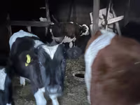 Cow, Holstein breed — photo 2