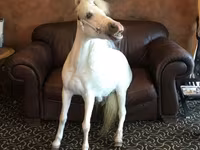 Mare, Miniature horse — photo 3