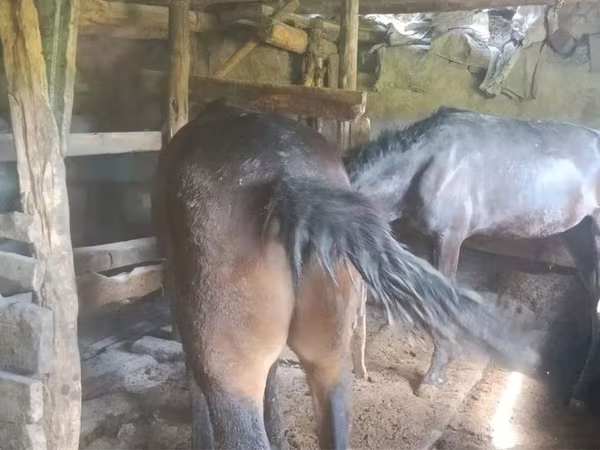 Mare, Horses