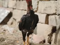 जापानीज़ बैंटम — फ़ोटो 6
