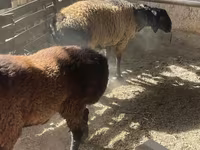 Ram, Rhon sheep — photo 7