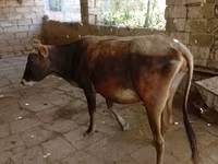 母牛, Azerbaijani zebu — 照片 2