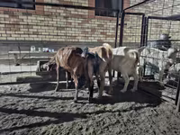 Cabra, Saanen goat — foto 6