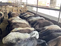 Schaf, Krasnoyarsk sheep — Foto 3