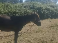 घोड़ी, Azerbaijan horse — फ़ोटो 3