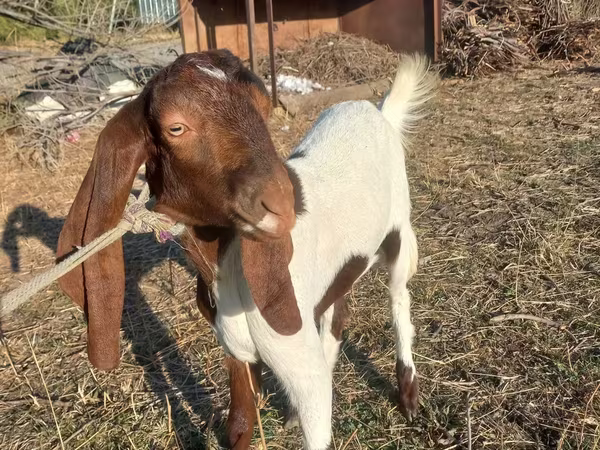 Cabra, Kamori goats