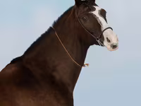 母马, Akhal-Teke — 照片 6