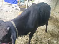 Toro, Ganado vacuno — foto 3